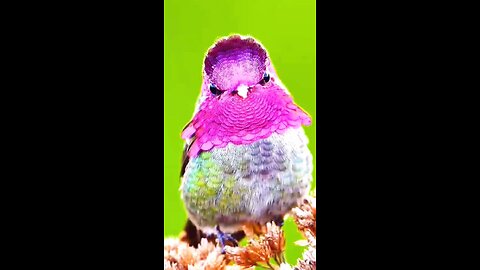 wao very beautiful and colorful bird