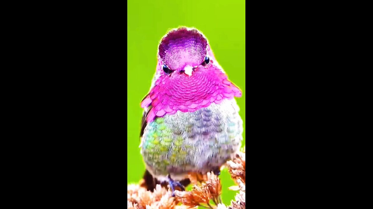 wao very beautiful and colorful bird