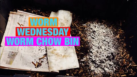 Worm Wednesday Feeding Worm Chow Bin, Red wigglers slug bin changing up feedings.