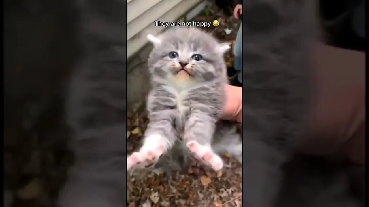 angry cat #