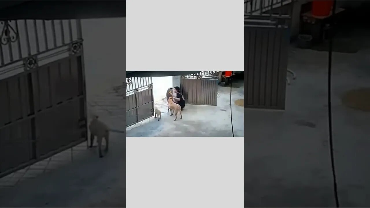 Have a seat buddy…take a load off for awhile.😜❤️🦮🪑