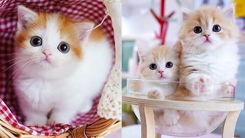 Super Cute Animal
