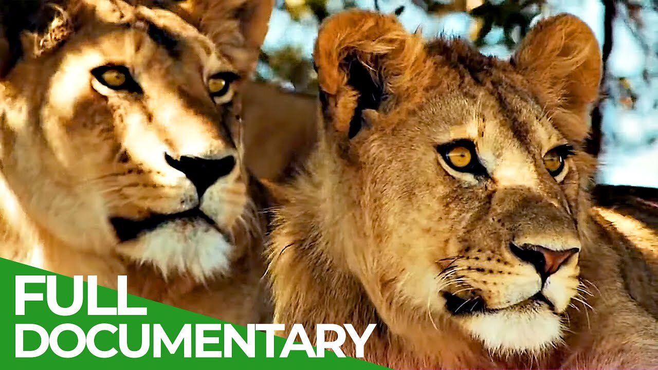 Wildlife | Nature animals Videos | Royalty nature videos