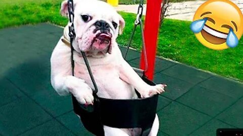 When Man's Best Friend Knows Best: Dog Warnings You Can't Ignore!"