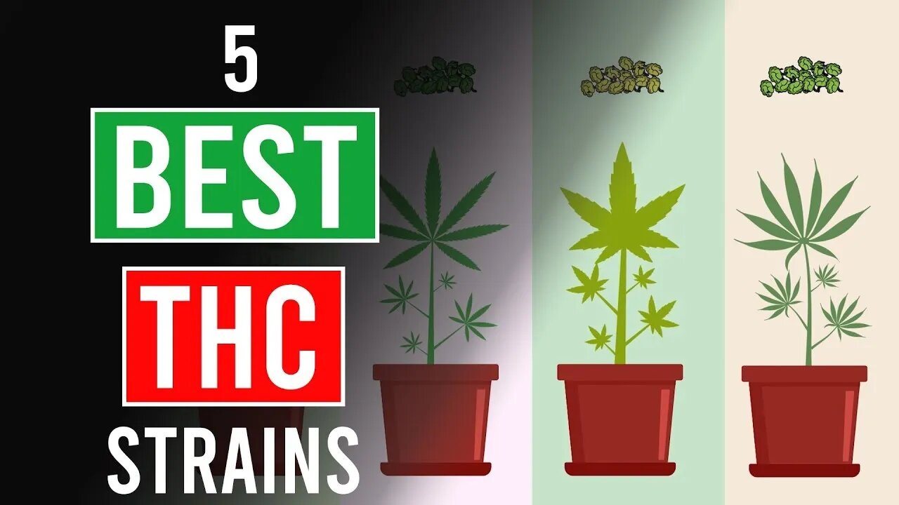 5 Strongest Cannabis Strains - Highest THC