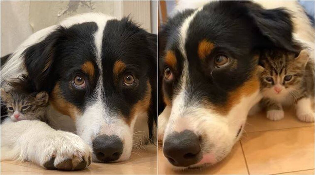 Unbelievable Video of Cat and Dog Friendship - You Won't Believe What Happens Next!