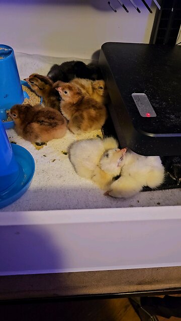 New born babies Nov 25th