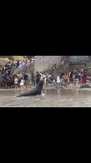 Moment Sea Lion charges at beachgoers in San Diego