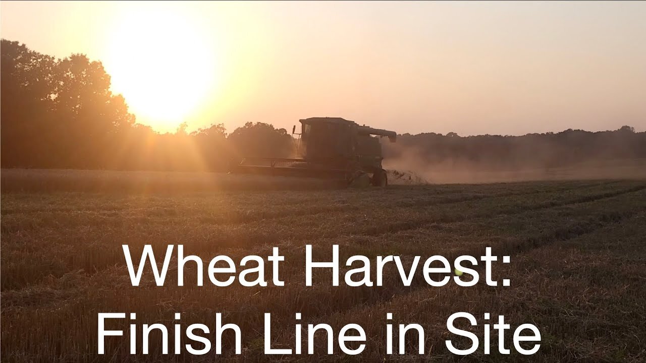 Wheat Harvest: Finish Line in Site