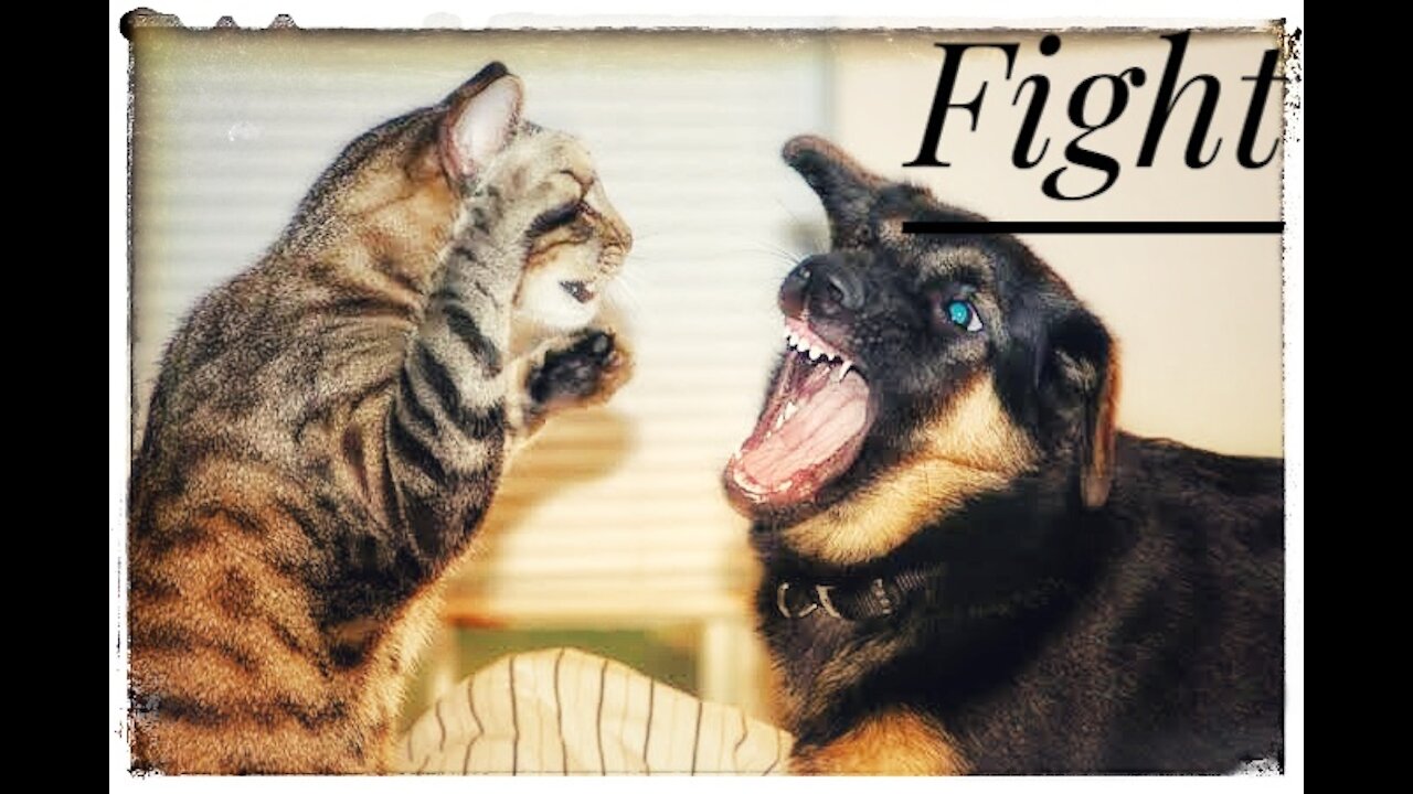 Lol! Cat and Dog Fighting, Very Funny Compilation