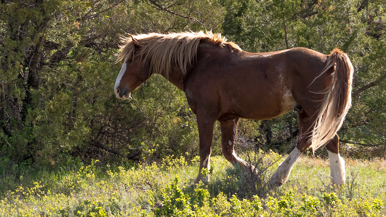 Part 1 Outtakes and Behind the Scenes Filming Wild Horses by Karen King