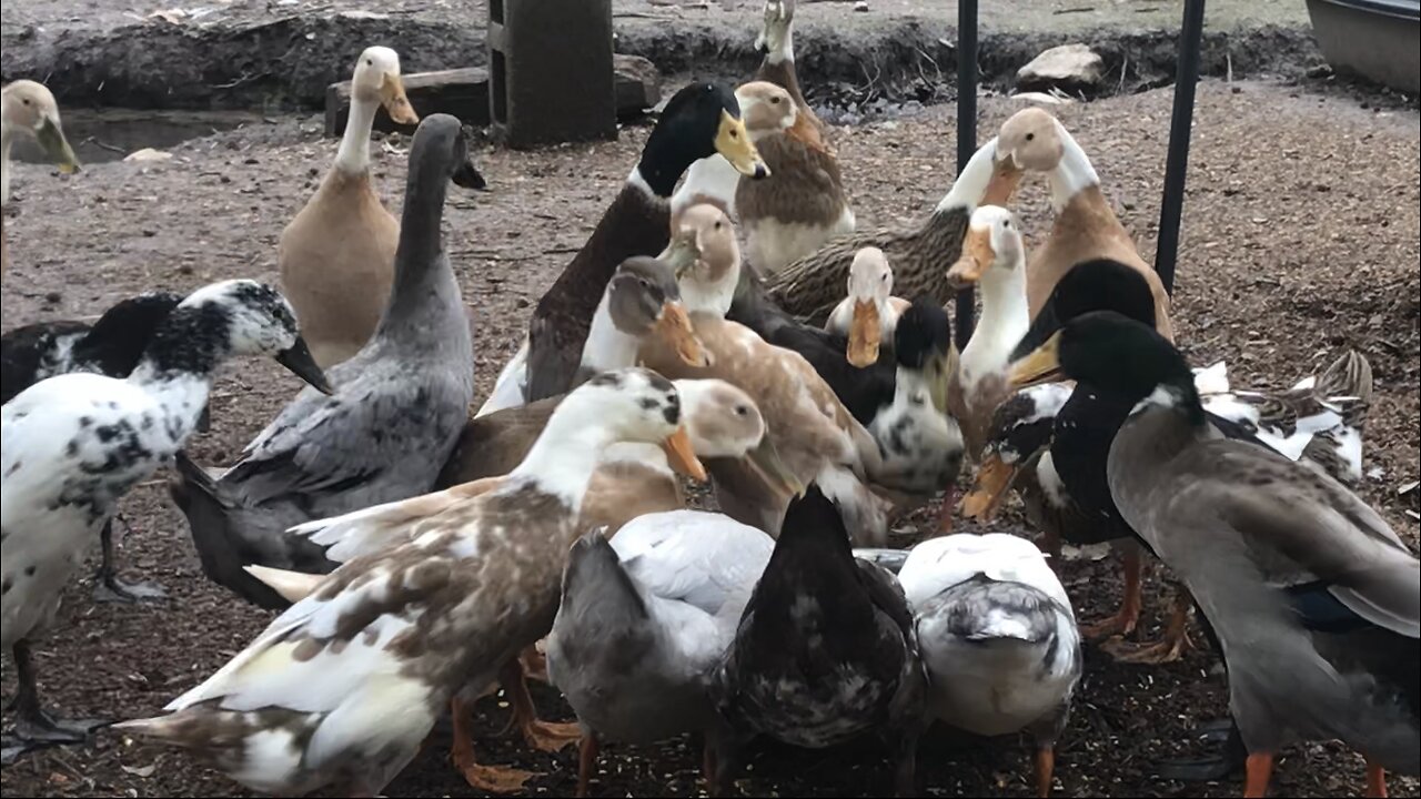 Feeding time for the Ducks