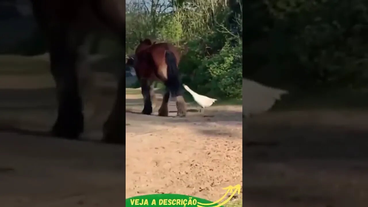 CAVALO DÁ COIÇE EM PATO #shorts #planetaanimalshorts #animals