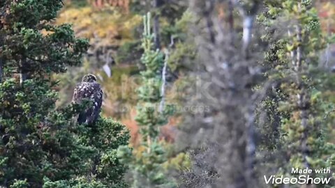 natural beauty of the animals in the forest eagle 🦅 is so beautifull bird.