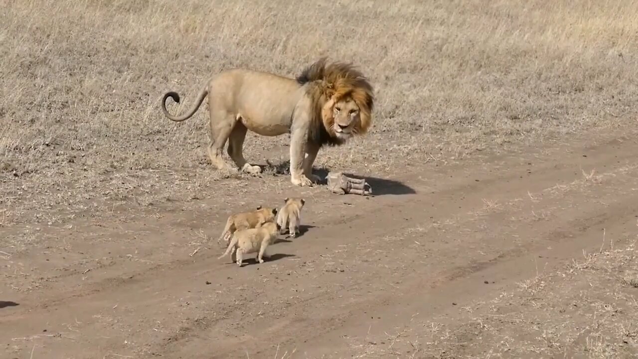 woow!! baby cubs chasing after the male