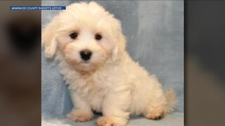 Stolen 14-week-old puppy recovered, returned to pet store