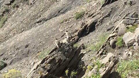 Getting extremely close to wild chickens in the mountains