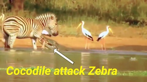 ''Horrific Kills Cocodiles Zebra Lions and Hyenas'' 2022''