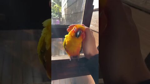 Doçura ❤️ Todos nós precisamos de um pouco de amor 🦜🥺🥰 @concerningparrots