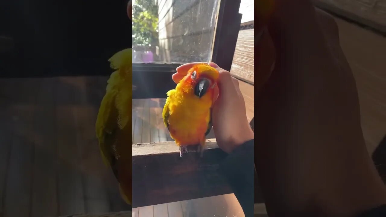 Doçura ❤️ Todos nós precisamos de um pouco de amor 🦜🥺🥰 @concerningparrots