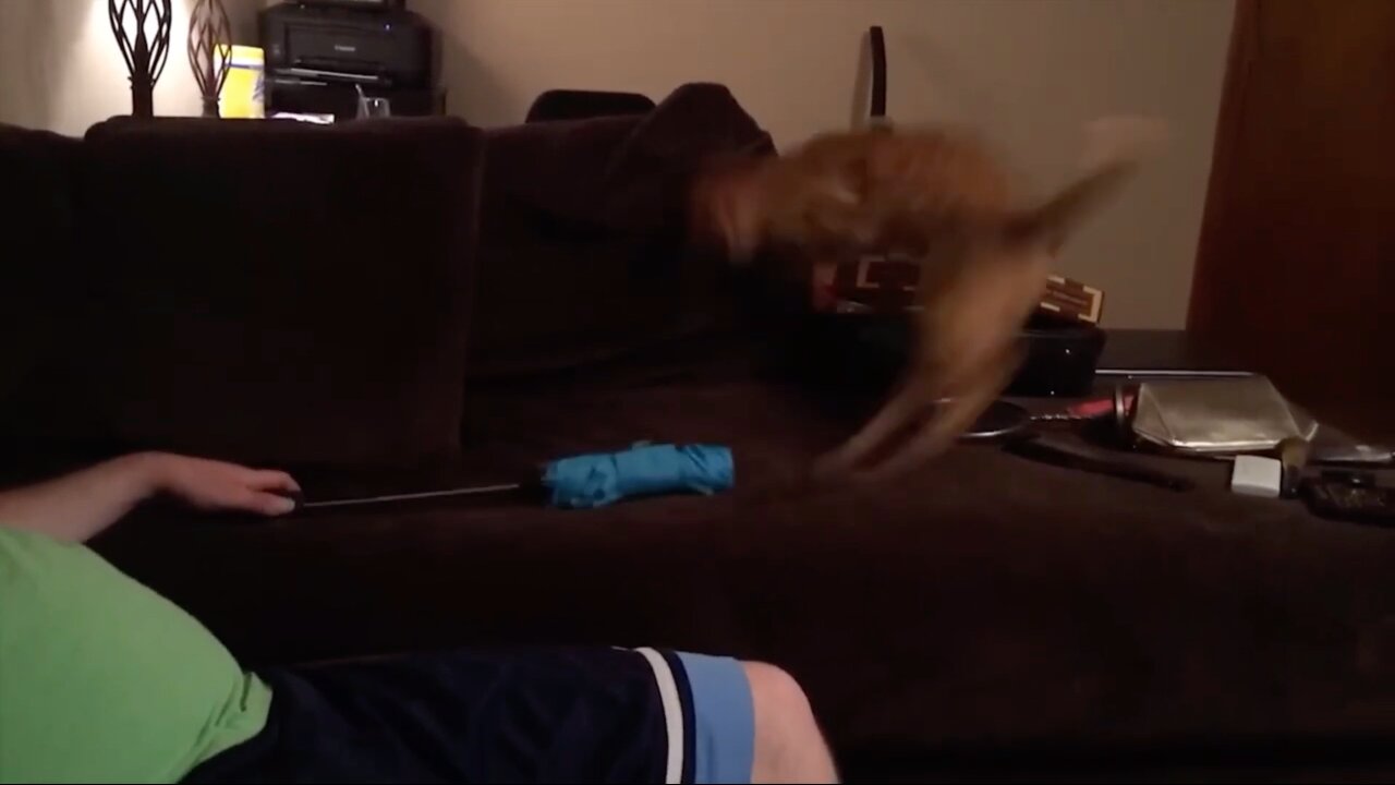 Cat Gets Scared Of A Umbrella