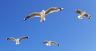 Sea gulls flying in slow motion