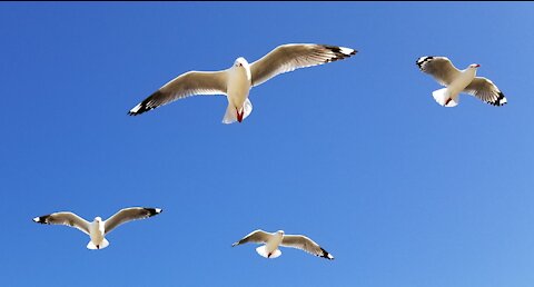 Sea gulls flying in slow motion