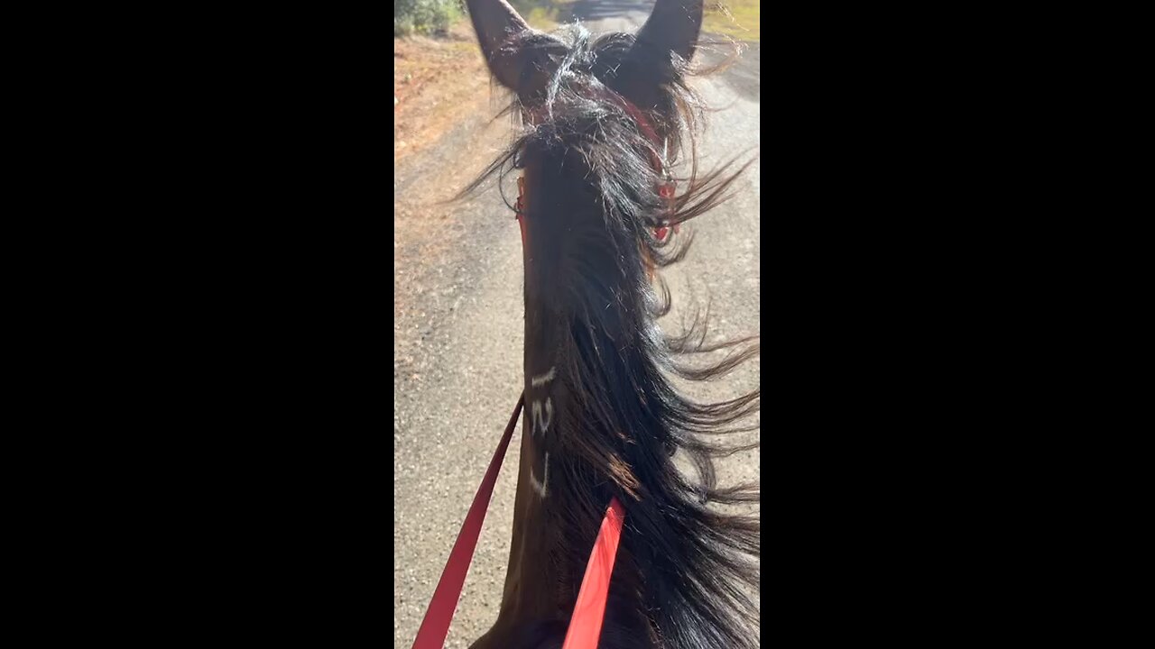 4 Beat Gaited Horse