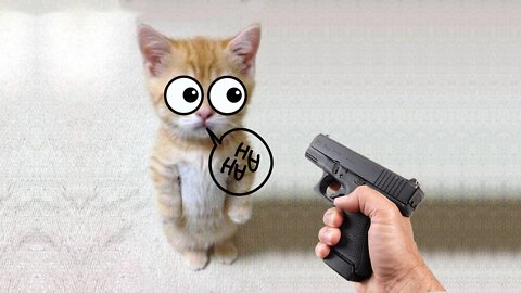 Funny cat 😽 vs Gun 🔫 - Funny Animals 😂 playing dead on finger shot Compilation || Animal Gags