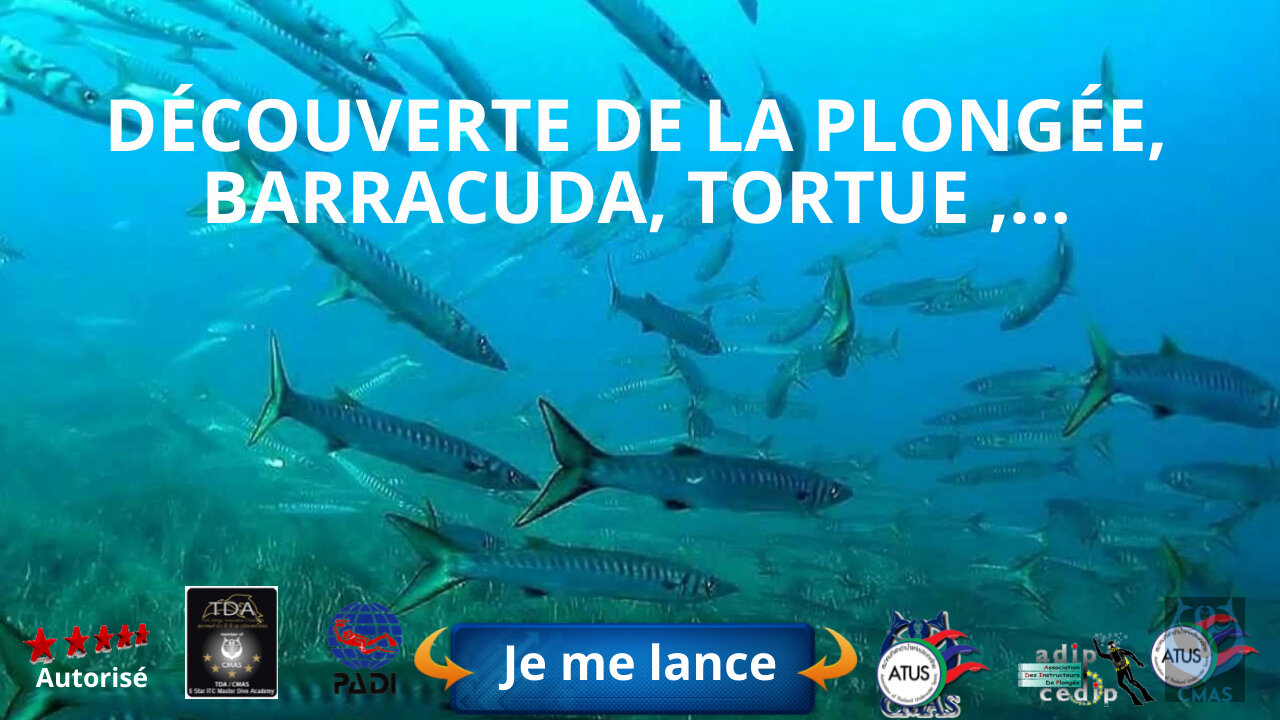 🤿 Découverte de la plongée, barracuda, tortue,...