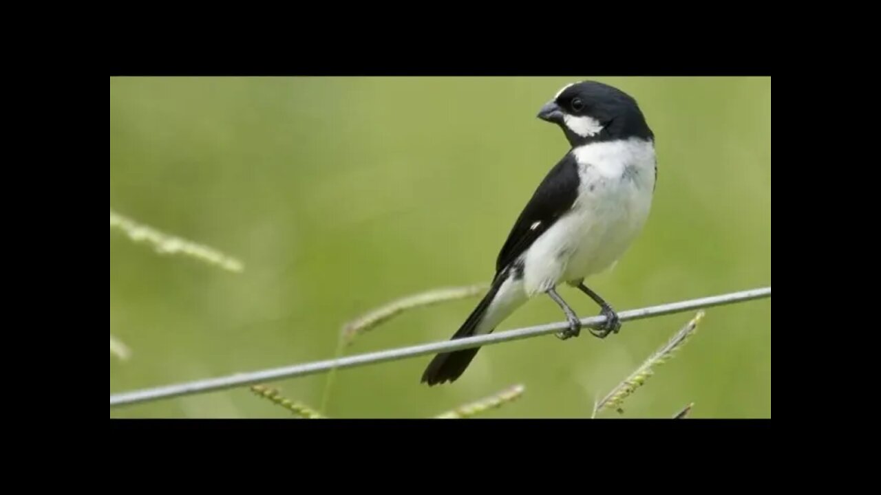 Bigodinho Canto Mateiro - Esse Canta Muito - Ótimo para Treinar ou Esquentar seu Bigode - Bigodinho