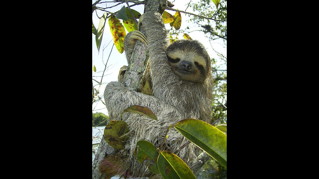 what animal is this