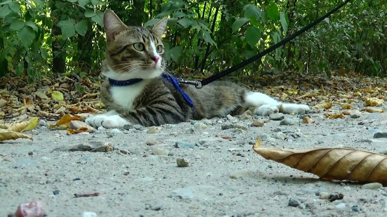 Tired Travelling Cat Takes a Break