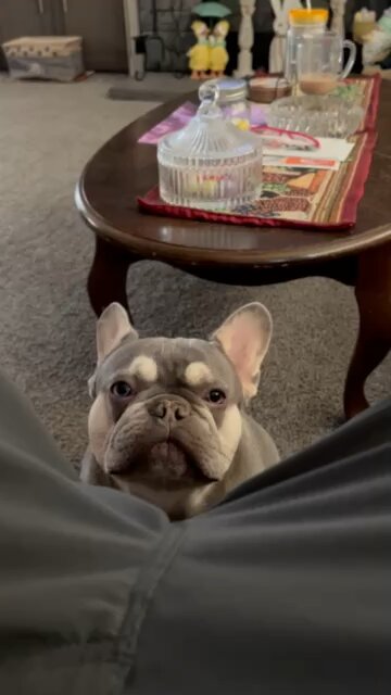 French Bull Dog “Rocky” unhappy Daddy is done playing