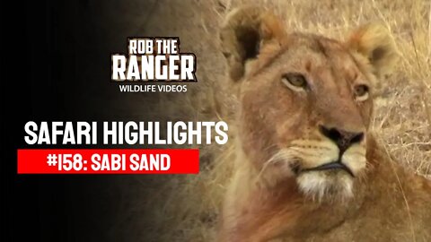 Safari Highlights #158: 14 - 17 August 2012 | Sabi Sand Nature Reserve | Latest Wildlife Sightings