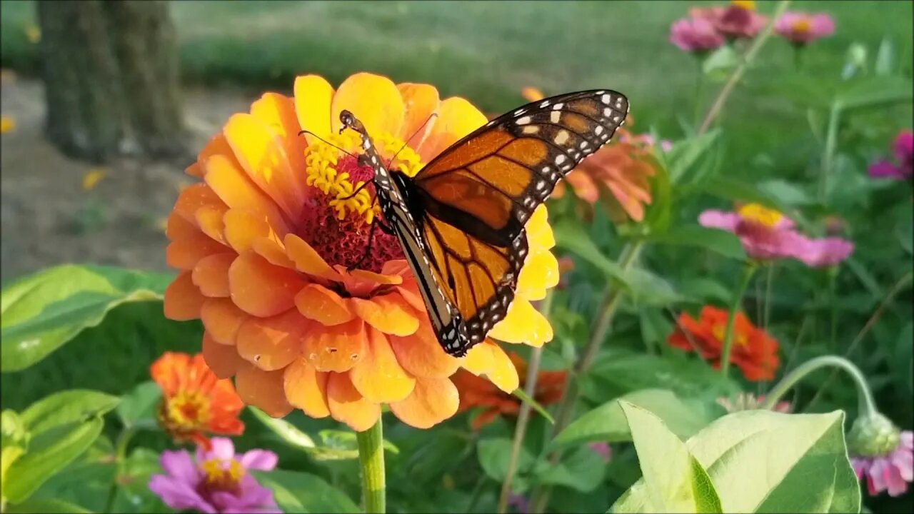 Garden Update: Mid August