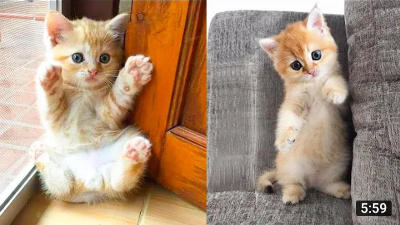 Funniest Cats and Dogs 🐱🐶 Part 16