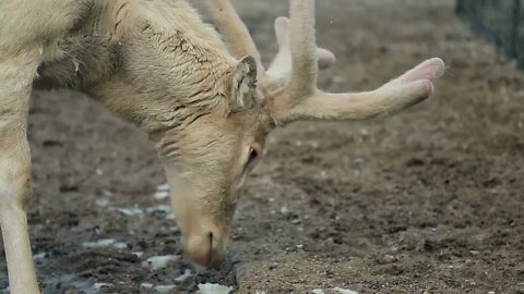 close-up of reindeer with big beautiful horns