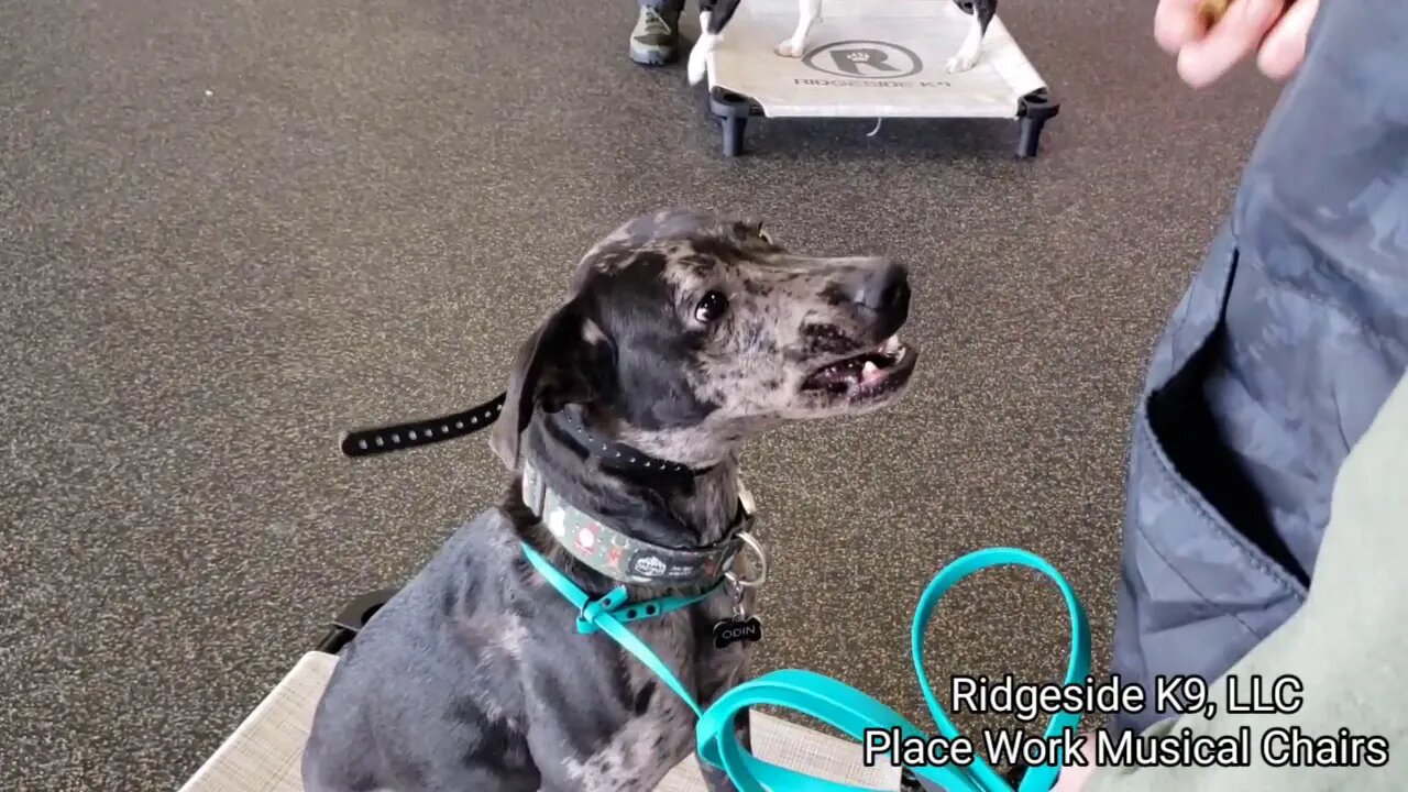 Dog Training Musical Chairs