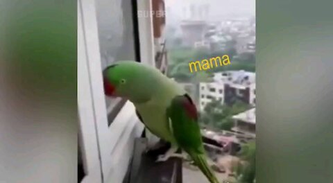 And Funny Parrots - Parrot Talking