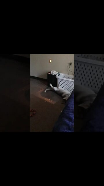 Chana going for a run on her back (in her sleep) on 24-May-2021...