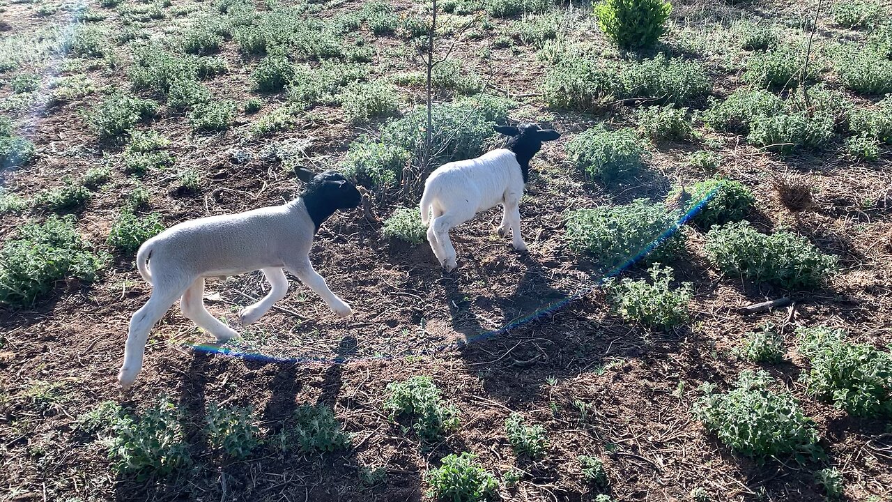 Bouncy Lambs