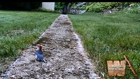 Feathered Friends & a Curious Squirrel: Wildlife at the Peanut Feeder
