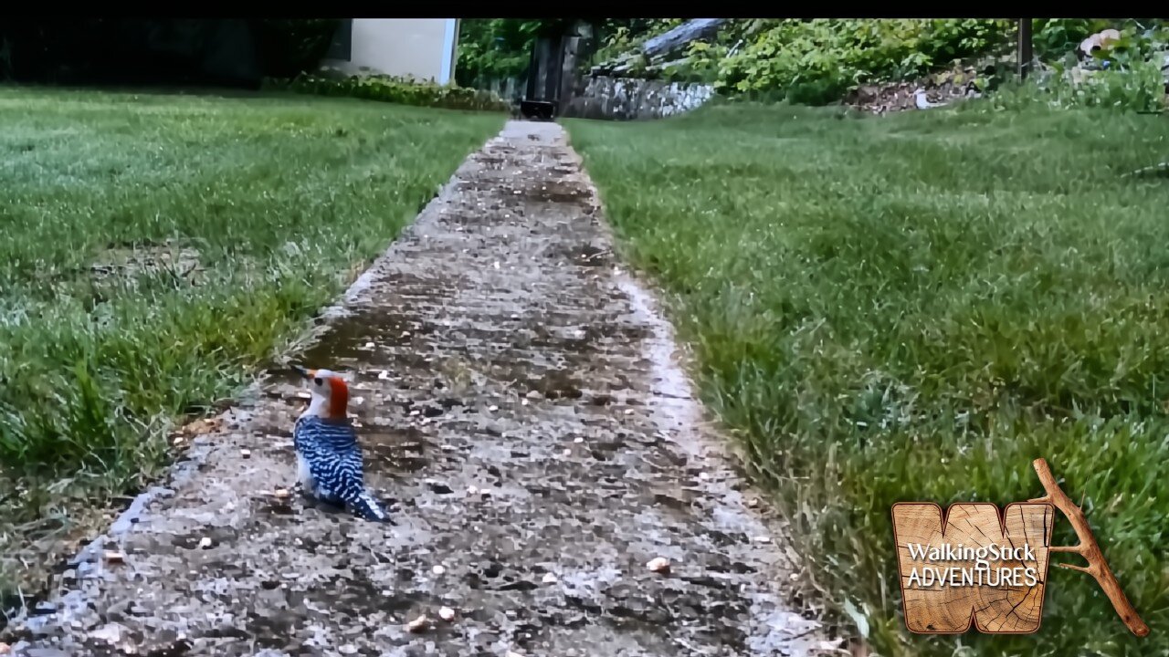 Feathered Friends & a Curious Squirrel: Wildlife at the Peanut Feeder
