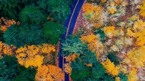 The Forest When Autumn Comes