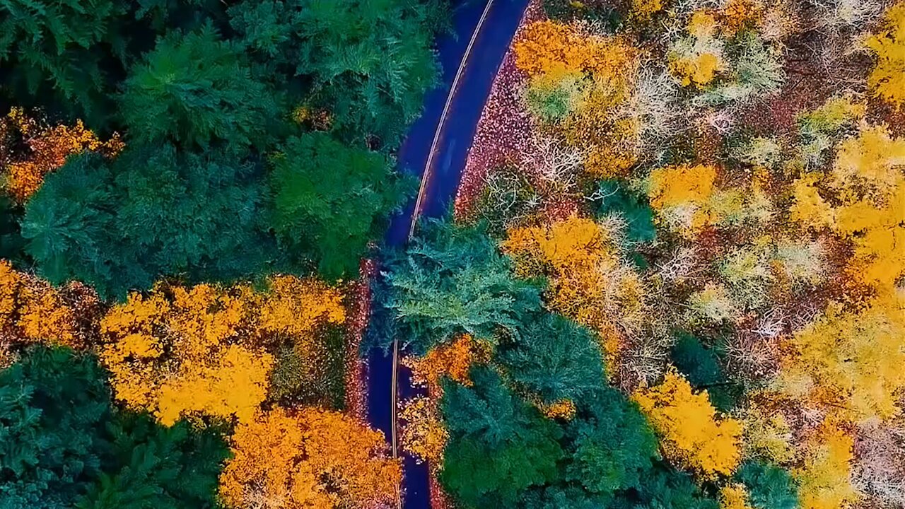 The Forest When Autumn Comes