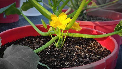 Fall Container Garden Update