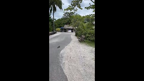 Squirrel Walks With MYWALKSINPARADISE At Naples Zoo