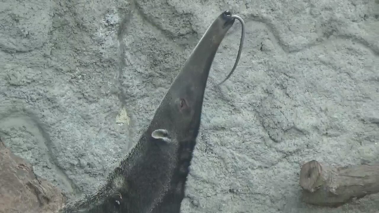 Anteater sticking out its tongue