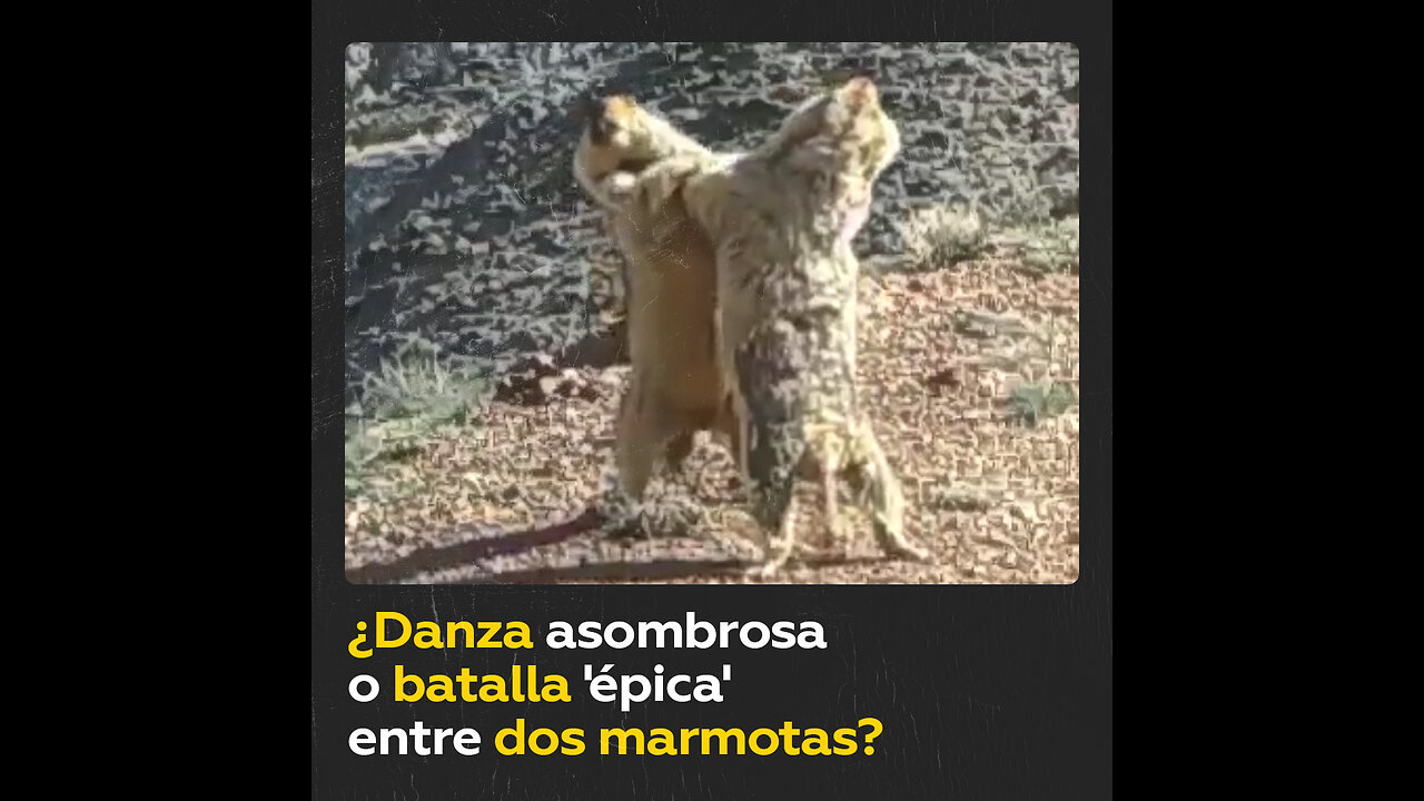 ‘Baile’ de dos marmotas grabado en una reserva natural china